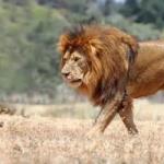 К чему снится лев по соннику Приснилась львица охотится на козу